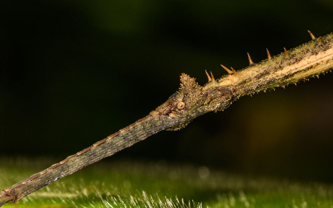 Large curved phasmid - head, La Isla Escondida, Colombia Note how the front legs and antennae perfectly align.<br />
<figure class="photo"><a href="https://www.jungledragon.com/image/69762/large_curved_phasmid_la_isla_escondida_colombia.html" title="Large curved phasmid, La Isla Escondida, Colombia"><img src="https://s3.amazonaws.com/media.jungledragon.com/images/2/69762_thumb.jpg?AWSAccessKeyId=05GMT0V3GWVNE7GGM1R2&Expires=1770854410&Signature=oxriZ6VnbmpN%2FcWsr6iOPloxARg%3D" width="200" height="134" alt="Large curved phasmid, La Isla Escondida, Colombia Note how the front legs and antennae perfectly align.<br />
https://www.jungledragon.com/image/69763/large_curved_phasmid_-_head_la_isla_escondida_colombia.html Colombia,Colombia 2018,Colombia South,La Isla Escondida,Putumayo,South America,World" /></a></figure> Colombia,Colombia 2018,Colombia South,La Isla Escondida,Putumayo,South America,World