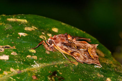 Wavy, colorful moth, La Isla Escondida, Colombia https://www.jungledragon.com/image/69765/wavy_colorful_moth_in_mud_la_isla_escondida_colombia.html Colombia,Colombia 2018,Colombia South,La Isla Escondida,Putumayo,South America,World