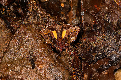 Wavy, colorful moth in mud, La Isla Escondida, Colombia https://www.jungledragon.com/image/69764/wavy_colorful_moth_la_isla_escondida_colombia.html Colombia,Colombia 2018,Colombia South,La Isla Escondida,Putumayo,South America,World