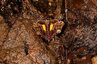Wavy, colorful moth in mud, La Isla Escondida, Colombia https://www.jungledragon.com/image/69764/wavy_colorful_moth_la_isla_escondida_colombia.html Colombia,Colombia 2018,Colombia South,La Isla Escondida,Putumayo,South America,World