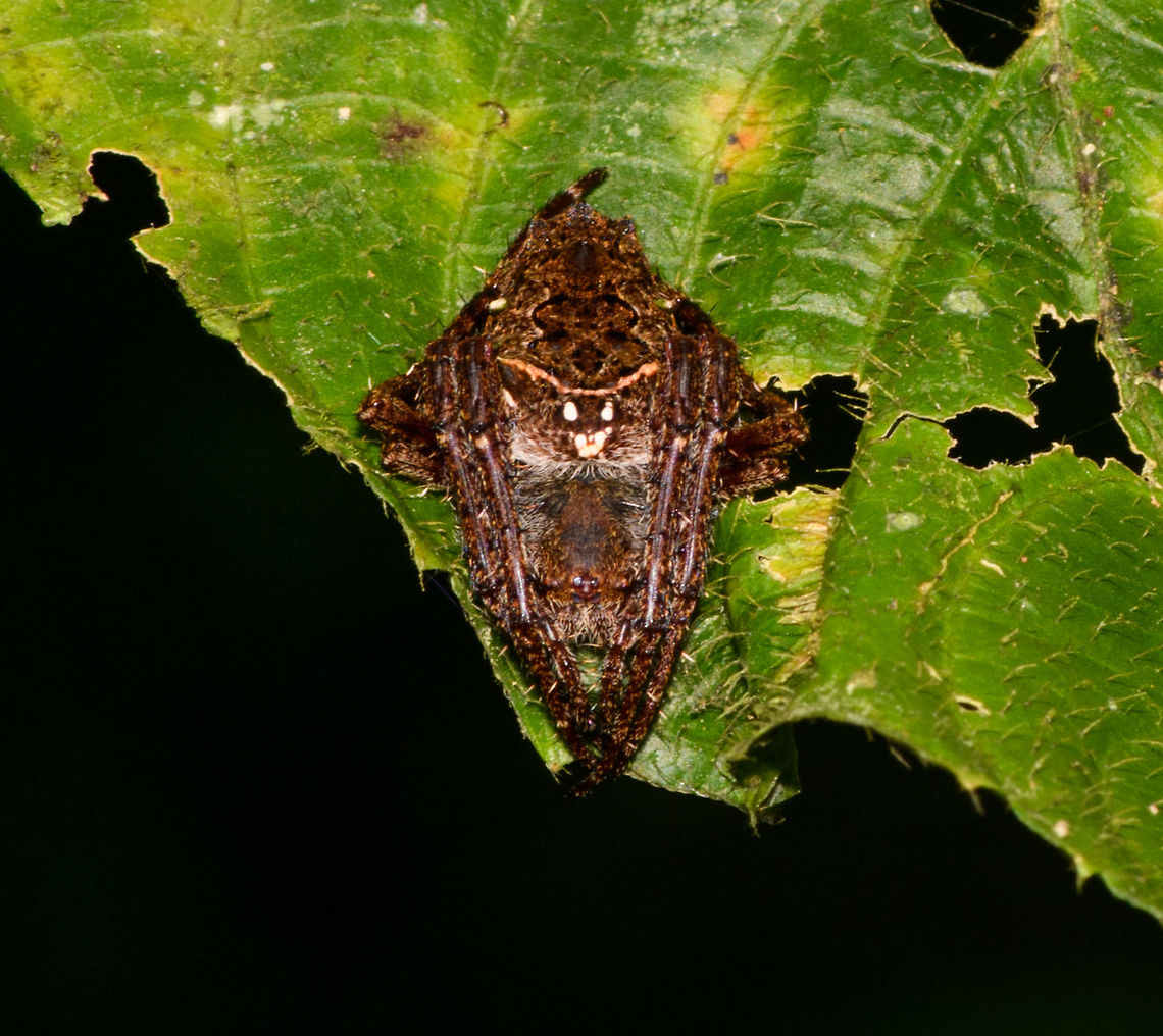 Parawixia sp?, La Isla Escondida, Colombia The way this spider holds its legs had me thinking of a bark spider, but it looks more likely to be Parawixia sp. based on this reference:<br />
<a href="https://www.flickr.com/photos/andreaskay/38994090340/in/album-72157629065410518/" rel="nofollow">https://www.flickr.com/photos/andreaskay/38994090340/in/album-72157629065410518/</a><br />
<br />
Note that without flash and macro, it's just a small black shape, kind of like a fat moth. Took me a while to figure out what to focus on. Colombia,Colombia 2018,Colombia South,La Isla Escondida,Putumayo,South America,World