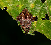 Parawixia sp?, La Isla Escondida, Colombia The way this spider holds its legs had me thinking of a bark spider, but it looks more likely to be Parawixia sp. based on this reference:<br />
https://www.flickr.com/photos/andreaskay/38994090340/in/album-72157629065410518/<br />
<br />
Note that without flash and macro, it's just a small black shape, kind of like a fat moth. Took me a while to figure out what to focus on. Colombia,Colombia 2018,Colombia South,La Isla Escondida,Putumayo,South America,World