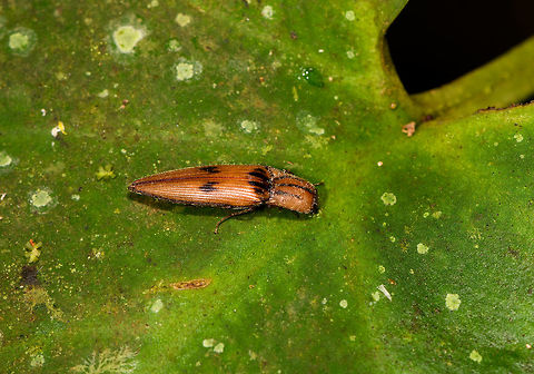 Brown click beetle, La Isla Escondida, Colombia Elateridae, Aeolus sp. Colombia,Colombia 2018,Colombia South,La Isla Escondida,Putumayo,South America,World
