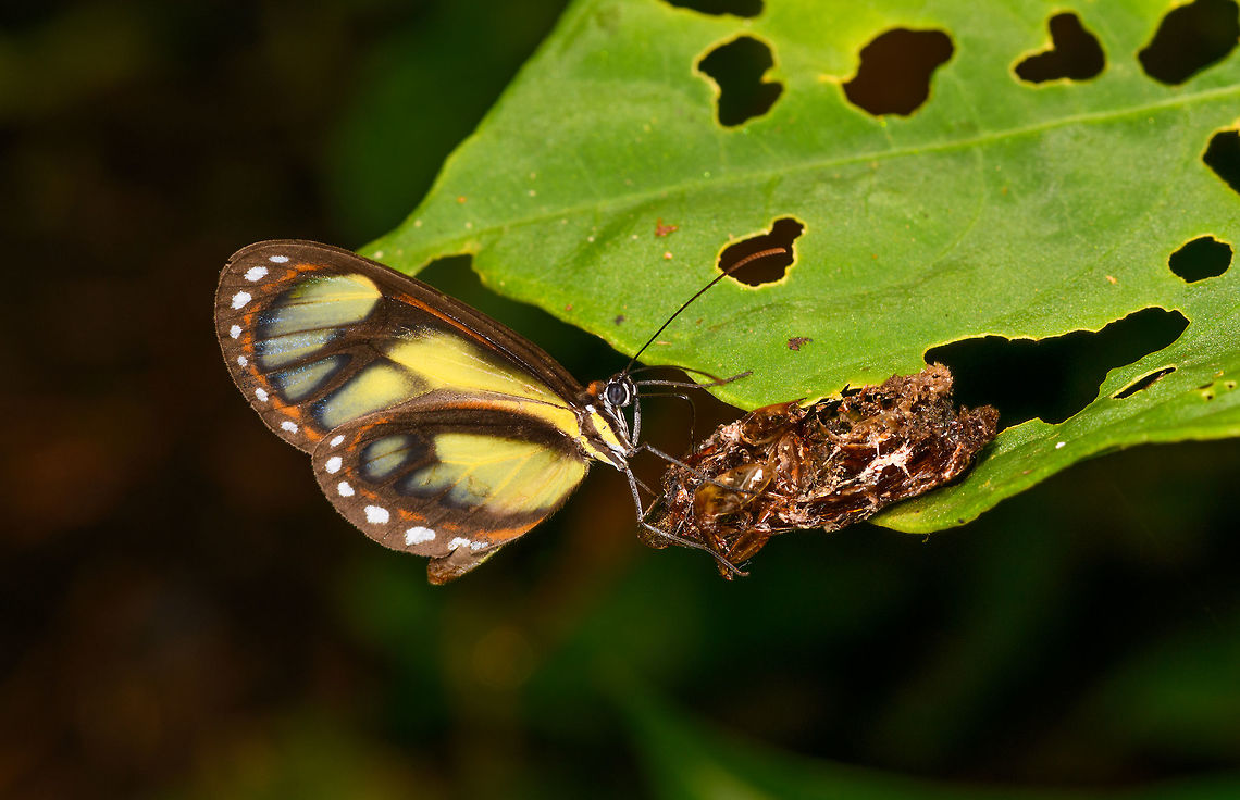 Ithomia iphianassa feeding, La Isla Escondida, Colombia Relatively large clearwing butterfly. ID based on photo 2582 of this excellent reference guide:<br />
<a href="http://www.neotropicalbutterflies.com/colombiapdf/PDFs/PDF13" rel="nofollow">http://www.neotropicalbutterflies.com/colombiapdf/PDFs/PDF13</a> Montezuma_Mar03_2016.pdf<br />
<br />
This is likely the alienassa sub species. I&#039;m not sure what it is feeding on, some decomposing insect? Colombia,Colombia 2018,Colombia South,Ithomia iphianassa,La Isla Escondida,Putumayo,South America,World