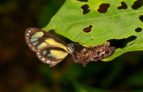 Ithomia iphianassa feeding, La Isla Escondida, Colombia Relatively large clearwing butterfly. ID based on photo 2582 of this excellent reference guide:
http://www.neotropicalbutterflies.com/colombiapdf/PDFs/PDF13 Montezuma_Mar03_2016.pdf
This is likely the alienassa sub species. I'm not sure what it is feeding on, some decomposing insect? Colombia,Colombia 2018,Colombia South,Ithomia iphianassa,La Isla Escondida,Putumayo,South America,World