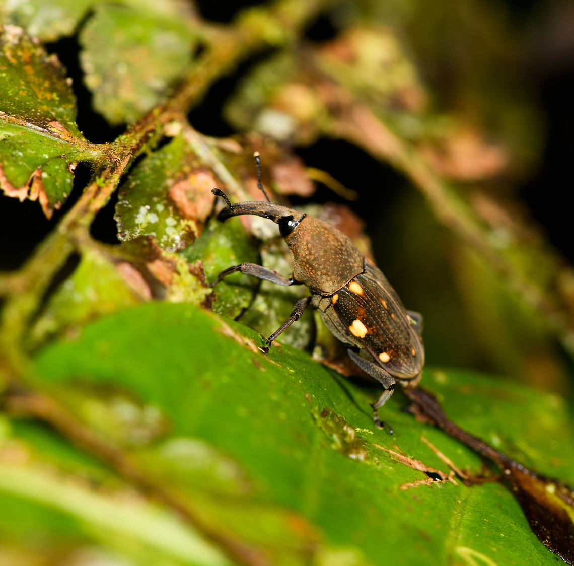 Cactophagus ornatus snout weevil, La Isla Escondida, Colombia ID reference:<br />
<a href="https://www.flickr.com/photos/andreaskay/28942827302/in/album-72157672483717566/" rel="nofollow">https://www.flickr.com/photos/andreaskay/28942827302/in/album-72157672483717566/</a> Cactophagus ornatus,Colombia,Colombia 2018,Colombia South,La Isla Escondida,Putumayo,South America,World
