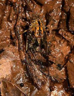 Large Cicada in mud, La Isla Escondida, Colombia  Colombia,Colombia 2018,Colombia South,La Isla Escondida,Putumayo,South America,World