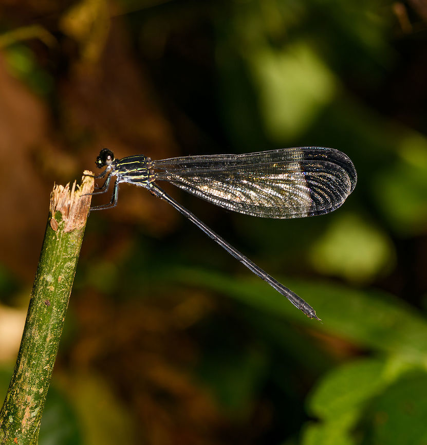 Polythore derivata, La Isla Escondida, Colombia Reference:<br />
<a href="http://odonata.bogfoot.net/photo-pages/Polythore_derivata.htm" rel="nofollow">http://odonata.bogfoot.net/photo-pages/Polythore_derivata.htm</a><br />
<br />
Flash ruined the shot a bit but if you look closely, the end of the wings have both a black and a white band. Colombia,Colombia 2018,Colombia South,La Isla Escondida,Polythore derivata,Putumayo,South America,World