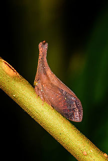 Light orange treehopper, La Isla Escondida, Colombia Similar observation:
https://www.flickr.com/photos/andreaskay/44029213211/in/album-72157629539327336/ Colombia,Colombia 2018,Colombia South,La Isla Escondida,Putumayo,South America,World