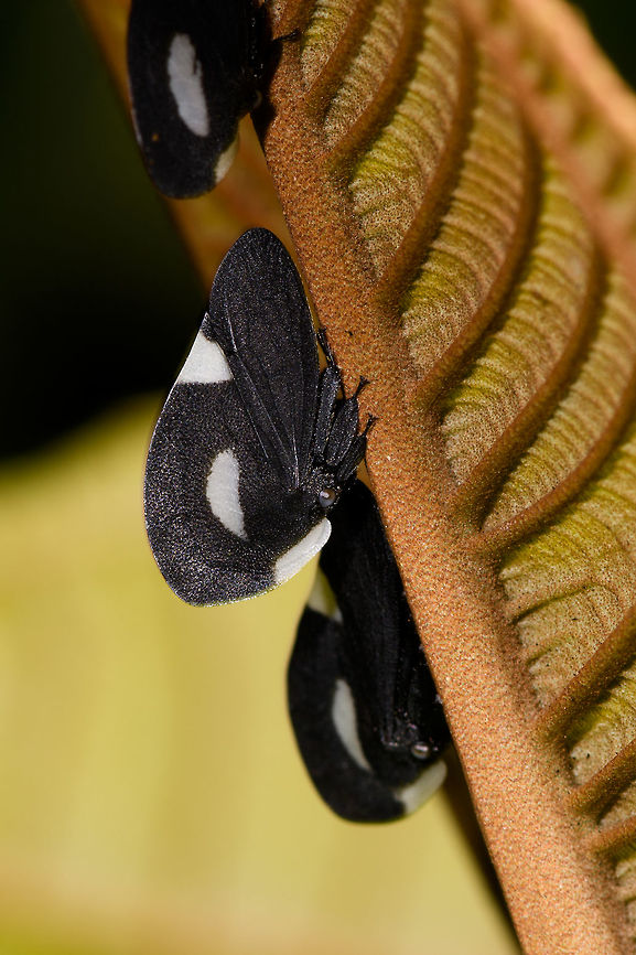 Membracis tectigera treehopper, La Isla Escondida, Colombia <figure class="photo"><a href="https://www.jungledragon.com/image/69785/membracis_tectigera_treehopper_family_photo_la_isla_escondida_colombia.html" title="Membracis tectigera treehopper family photo, La Isla Escondida, Colombia"><img src="https://s3.amazonaws.com/media.jungledragon.com/images/2/69785_thumb.jpg?AWSAccessKeyId=05GMT0V3GWVNE7GGM1R2&Expires=1759968010&Signature=RZbuCPVD0lItJosZYtK5vO%2FleRQ%3D" width="200" height="102" alt="Membracis tectigera treehopper family photo, La Isla Escondida, Colombia https://www.jungledragon.com/image/69784/membracis_dorsata_treehopper_la_isla_escondida_colombia.html<br />
https://www.jungledragon.com/image/69787/membracis_dorsata_treehopper_nymphs_la_isla_escondida_colombia.html Colombia,Colombia 2018,Colombia South,La Isla Escondida,Membracis tectigera,Putumayo,South America,World" /></a></figure><br />
<figure class="photo"><a href="https://www.jungledragon.com/image/69787/membracis_tectigera_treehopper_nymphs_la_isla_escondida_colombia.html" title="Membracis tectigera treehopper nymphs, La Isla Escondida, Colombia"><img src="https://s3.amazonaws.com/media.jungledragon.com/images/2/69787_thumb.jpg?AWSAccessKeyId=05GMT0V3GWVNE7GGM1R2&Expires=1759968010&Signature=9i%2Bw%2Fdc2ZdCjSKdChwBpJADv4HU%3D" width="102" height="152" alt="Membracis tectigera treehopper nymphs, La Isla Escondida, Colombia https://www.jungledragon.com/image/69784/membracis_dorsata_treehopper_la_isla_escondida_colombia.html<br />
https://www.jungledragon.com/image/69785/membracis_dorsata_treehopper_family_photo_la_isla_escondida_colombia.html Colombia,Colombia 2018,Colombia South,La Isla Escondida,Membracis tectigera,Putumayo,South America,World" /></a></figure> Colombia,Colombia 2018,Colombia South,La Isla Escondida,Membracis tectigera,Putumayo,South America,World