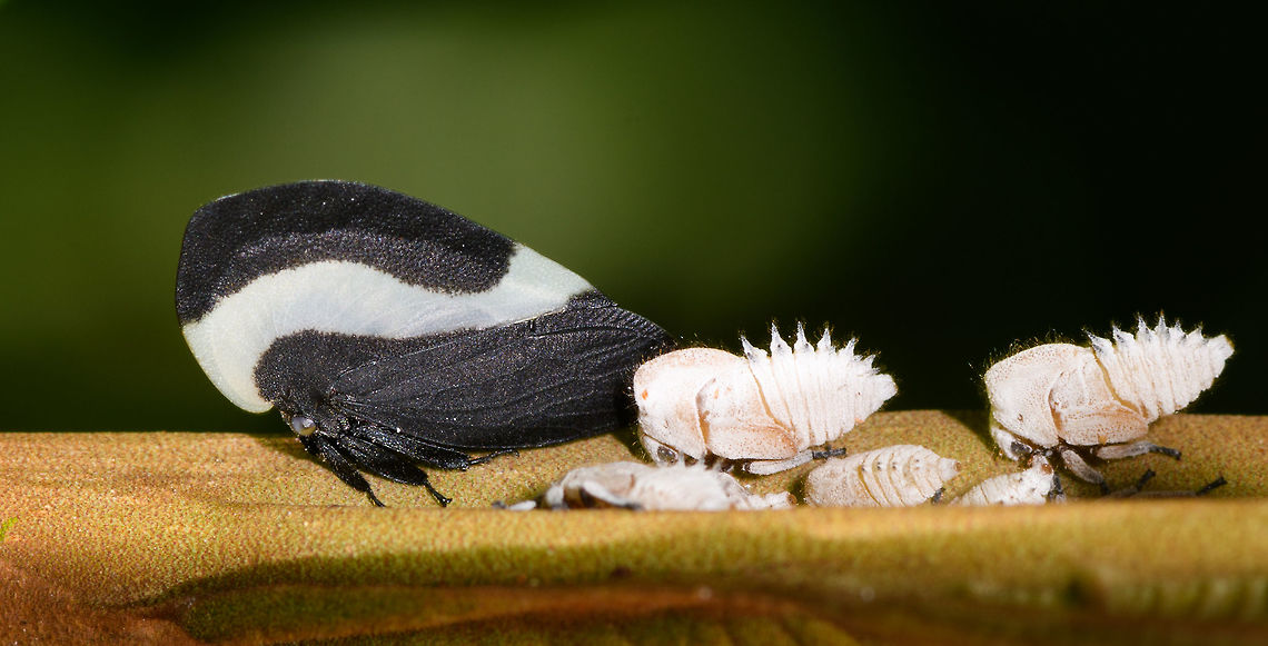 Membracis tectigera treehopper family photo, La Isla Escondida, Colombia <figure class="photo"><a href="https://www.jungledragon.com/image/69784/membracis_tectigera_treehopper_la_isla_escondida_colombia.html" title="Membracis tectigera treehopper, La Isla Escondida, Colombia"><img src="https://s3.amazonaws.com/media.jungledragon.com/images/2/69784_thumb.jpg?AWSAccessKeyId=05GMT0V3GWVNE7GGM1R2&Expires=1759968010&Signature=Wsb9z3n1VsEKUMgyohq1cIpN%2Fvs%3D" width="102" height="152" alt="Membracis tectigera treehopper, La Isla Escondida, Colombia https://www.jungledragon.com/image/69785/membracis_dorsata_treehopper_family_photo_la_isla_escondida_colombia.html<br />
https://www.jungledragon.com/image/69787/membracis_dorsata_treehopper_nymphs_la_isla_escondida_colombia.html Colombia,Colombia 2018,Colombia South,La Isla Escondida,Membracis tectigera,Putumayo,South America,World" /></a></figure><br />
<figure class="photo"><a href="https://www.jungledragon.com/image/69787/membracis_tectigera_treehopper_nymphs_la_isla_escondida_colombia.html" title="Membracis tectigera treehopper nymphs, La Isla Escondida, Colombia"><img src="https://s3.amazonaws.com/media.jungledragon.com/images/2/69787_thumb.jpg?AWSAccessKeyId=05GMT0V3GWVNE7GGM1R2&Expires=1759968010&Signature=9i%2Bw%2Fdc2ZdCjSKdChwBpJADv4HU%3D" width="102" height="152" alt="Membracis tectigera treehopper nymphs, La Isla Escondida, Colombia https://www.jungledragon.com/image/69784/membracis_dorsata_treehopper_la_isla_escondida_colombia.html<br />
https://www.jungledragon.com/image/69785/membracis_dorsata_treehopper_family_photo_la_isla_escondida_colombia.html Colombia,Colombia 2018,Colombia South,La Isla Escondida,Membracis tectigera,Putumayo,South America,World" /></a></figure> Colombia,Colombia 2018,Colombia South,La Isla Escondida,Membracis tectigera,Putumayo,South America,World