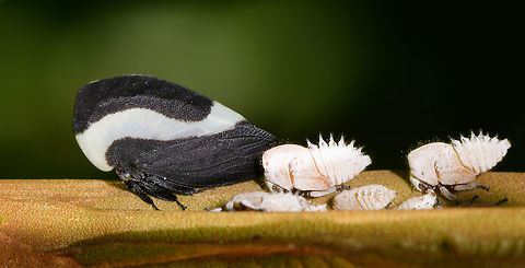 Membracis tectigera treehopper family photo, La Isla Escondida, Colombia https://www.jungledragon.com/image/69784/membracis_dorsata_treehopper_la_isla_escondida_colombia.html
https://www.jungledragon.com/image/69787/membracis_dorsata_treehopper_nymphs_la_isla_escondida_colombia.html Colombia,Colombia 2018,Colombia South,La Isla Escondida,Membracis tectigera,Putumayo,South America,World