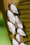 Membracis tectigera treehopper nymphs, La Isla Escondida, Colombia https://www.jungledragon.com/image/69784/membracis_dorsata_treehopper_la_isla_escondida_colombia.html<br />
https://www.jungledragon.com/image/69785/membracis_dorsata_treehopper_family_photo_la_isla_escondida_colombia.html Colombia,Colombia 2018,Colombia South,La Isla Escondida,Membracis tectigera,Putumayo,South America,World