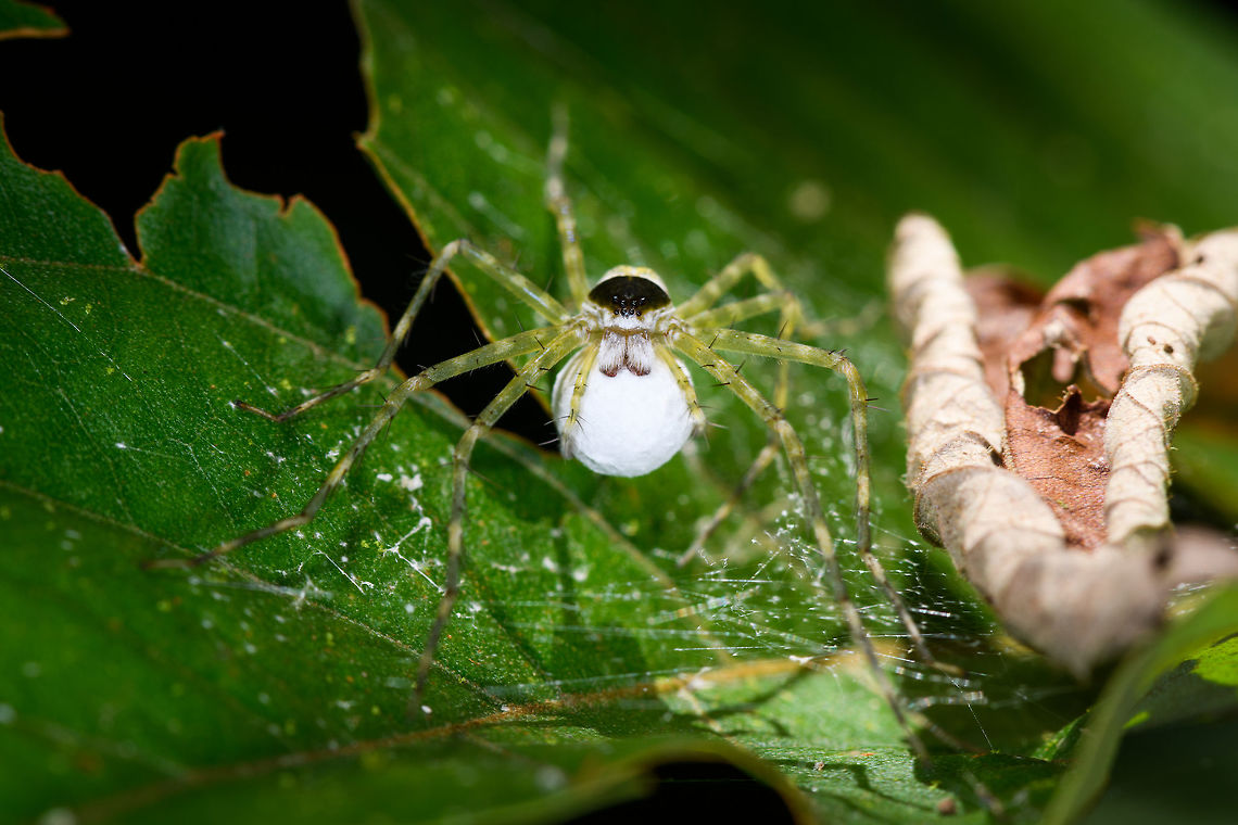 Thaumasia sp. carrying large white eggsac, La Isla Escondida, Colombia ID by Hubert H&ouml;fer.<br />
<figure class="photo"><a href="https://www.jungledragon.com/image/69790/thaumasia_sp._carrying_large_white_eggsac_-_closeup_la_isla_escondida_colombia.html" title="Thaumasia sp. carrying large white eggsac - closeup, La Isla Escondida, Colombia"><img src="https://s3.amazonaws.com/media.jungledragon.com/images/2/69790_thumb.jpg?AWSAccessKeyId=05GMT0V3GWVNE7GGM1R2&Expires=1769040010&Signature=JTWMDPZY1NK4v7N8Nr9g%2FZREwUY%3D" width="200" height="200" alt="Thaumasia sp. carrying large white eggsac - closeup, La Isla Escondida, Colombia ID by Hubert H&ouml;fer.<br />
https://www.jungledragon.com/image/69789/spider_carrying_large_white_eggsac_la_isla_escondida_colombia.html<br />
https://www.jungledragon.com/image/69791/spider_carrying_large_white_eggsac_-_top_view_la_isla_escondida_colombia.html Colombia,Colombia 2018,Colombia South,La Isla Escondida,Putumayo,South America,World" /></a></figure><br />
<figure class="photo"><a href="https://www.jungledragon.com/image/69791/thaumasia_sp._carrying_large_white_eggsac_-_top_view_la_isla_escondida_colombia.html" title="Thaumasia sp. carrying large white eggsac - top view, La Isla Escondida, Colombia"><img src="https://s3.amazonaws.com/media.jungledragon.com/images/2/69791_thumb.jpg?AWSAccessKeyId=05GMT0V3GWVNE7GGM1R2&Expires=1769040010&Signature=FQdi97hKpQCU0FgSHTSs3pW4dqI%3D" width="118" height="152" alt="Thaumasia sp. carrying large white eggsac - top view, La Isla Escondida, Colombia ID by Hubert H&ouml;fer.<br />
https://www.jungledragon.com/image/69789/spider_carrying_large_white_eggsac_la_isla_escondida_colombia.html<br />
https://www.jungledragon.com/image/69790/spider_carrying_large_white_eggsac_-_closeup_la_isla_escondida_colombia.html Colombia,Colombia 2018,Colombia South,La Isla Escondida,Putumayo,South America,World" /></a></figure> Colombia,Colombia 2018,Colombia South,La Isla Escondida,Putumayo,South America,World