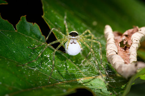 Thaumasia sp. carrying large white eggsac, La Isla Escondida, Colombia ID by Hubert Höfer.
https://www.jungledragon.com/image/69790/spider_carrying_large_white_eggsac_-_closeup_la_isla_escondida_colombia.html
https://www.jungledragon.com/image/69791/spider_carrying_large_white_eggsac_-_top_view_la_isla_escondida_colombia.html Colombia,Colombia 2018,Colombia South,La Isla Escondida,Putumayo,South America,World