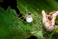Thaumasia sp. carrying large white eggsac, La Isla Escondida, Colombia ID by Hubert Höfer.<br />
https://www.jungledragon.com/image/69790/spider_carrying_large_white_eggsac_-_closeup_la_isla_escondida_colombia.html<br />
https://www.jungledragon.com/image/69791/spider_carrying_large_white_eggsac_-_top_view_la_isla_escondida_colombia.html Colombia,Colombia 2018,Colombia South,La Isla Escondida,Putumayo,South America,World