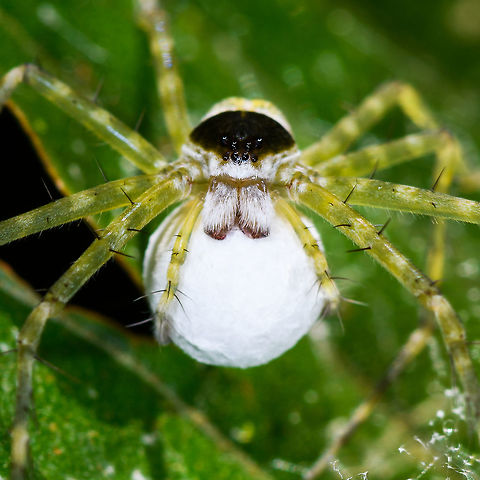 Thaumasia sp. carrying large white eggsac - closeup, La Isla Escondida, Colombia ID by Hubert H&ouml;fer.
https://www.jungledragon.com/image/69789/spider_carrying_large_white_eggsac_la_isla_escondida_colombia.html
https://www.jungledragon.com/image/69791/spider_carrying_large_white_eggsac_-_top_view_la_isla_escondida_colombia.html Colombia,Colombia 2018,Colombia South,La Isla Escondida,Putumayo,South America,World