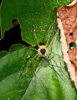 Thaumasia sp. carrying large white eggsac - top view, La Isla Escondida, Colombia ID by Hubert H&ouml;fer.
https://www.jungledragon.com/image/69789/spider_carrying_large_white_eggsac_la_isla_escondida_colombia.html
https://www.jungledragon.com/image/69790/spider_carrying_large_white_eggsac_-_closeup_la_isla_escondida_colombia.html Colombia,Colombia 2018,Colombia South,La Isla Escondida,Putumayo,South America,World