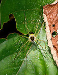 Thaumasia sp. carrying large white eggsac - top view, La Isla Escondida, Colombia ID by Hubert Höfer.<br />
https://www.jungledragon.com/image/69789/spider_carrying_large_white_eggsac_la_isla_escondida_colombia.html<br />
https://www.jungledragon.com/image/69790/spider_carrying_large_white_eggsac_-_closeup_la_isla_escondida_colombia.html Colombia,Colombia 2018,Colombia South,La Isla Escondida,Putumayo,South America,World