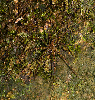 Spiders on mossy rock, La Isla Escondida, Colombia Check out the shiny orange abdomen. Colombia,Colombia 2018,Colombia South,La Isla Escondida,Putumayo,South America,World