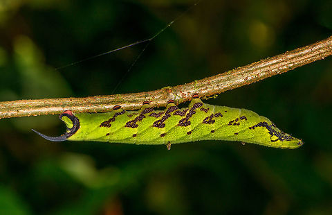 Large Green Caterpillar, La Isla Escondida, Colombia  Colombia,Colombia 2018,Colombia South,La Isla Escondida,Putumayo,South America,World