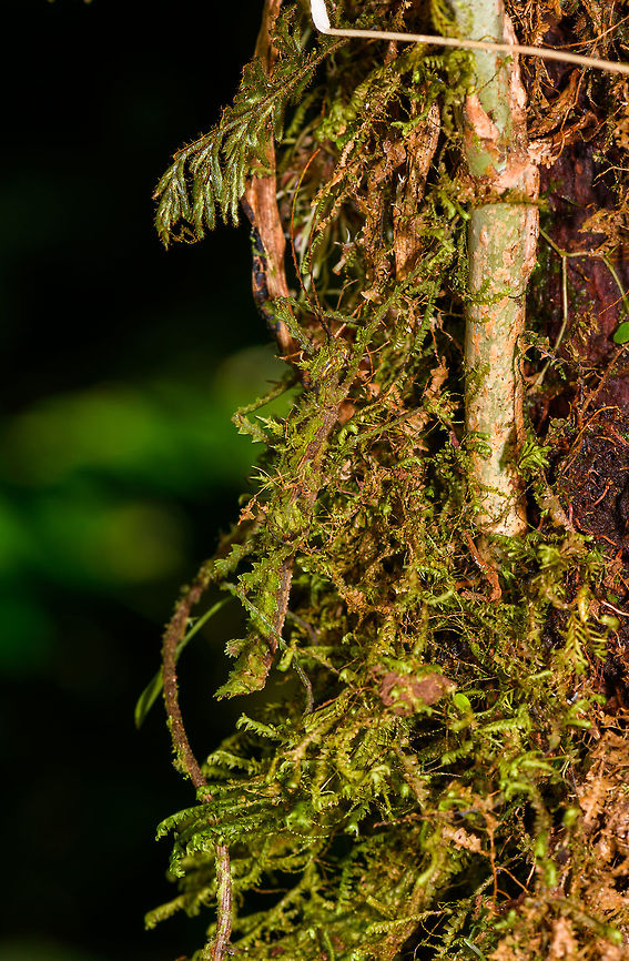 Mossy stick insect, La Isla Escondida, Colombia For sure the best camouflaged stick insect I&#039;ve yet seen. Our local guide Brayan pointed it out yet even when directly pointing at its body, the brain doesn&#039;t register it immediately. Even from a macro and knowing it is in the photo, you have to search for it.<br />
<br />
Parobrimus sp., nymph. <br />
<figure class="photo"><a href="https://www.jungledragon.com/image/69797/mossy_stick_insect_-_top_view_la_isla_escondida_colombia.html" title="Mossy stick insect - top view, La Isla Escondida, Colombia"><img src="https://s3.amazonaws.com/media.jungledragon.com/images/2/69797_thumb.jpg?AWSAccessKeyId=05GMT0V3GWVNE7GGM1R2&Expires=1759968010&Signature=8vD5XQE%2FBsRPEB8HvJhAB5eSfV0%3D" width="200" height="172" alt="Mossy stick insect - top view, La Isla Escondida, Colombia For sure the best camouflaged stick insect I&#039;ve yet seen. Our local guide Brayan pointed it out yet even when directly pointing at its body, the brain doesn&#039;t register it immediately. Even from a macro and knowing it is in the photo, you have to search for it.<br />
<br />
Parobrimus sp., nymph. <br />
https://www.jungledragon.com/image/69795/mossy_stick_insect_la_isla_escondida_colombia.html<br />
https://www.jungledragon.com/image/69798/mossy_stick_insect_-_head_la_isla_escondida_colombia.html Colombia,Colombia 2018,Colombia South,La Isla Escondida,Putumayo,South America,World" /></a></figure><br />
<figure class="photo"><a href="https://www.jungledragon.com/image/69798/mossy_stick_insect_-_head_la_isla_escondida_colombia.html" title="Mossy stick insect - head, La Isla Escondida, Colombia"><img src="https://s3.amazonaws.com/media.jungledragon.com/images/2/69798_thumb.jpg?AWSAccessKeyId=05GMT0V3GWVNE7GGM1R2&Expires=1759968010&Signature=XFP4O0MCLhOgsaIthQDM21iKrRM%3D" width="200" height="190" alt="Mossy stick insect - head, La Isla Escondida, Colombia For sure the best camouflaged stick insect I&#039;ve yet seen. Our local guide Brayan pointed it out yet even when directly pointing at its body, the brain doesn&#039;t register it immediately. Even from a macro and knowing it is in the photo, you have to search for it.<br />
<br />
Parobrimus sp., nymph. <br />
https://www.jungledragon.com/image/69795/mossy_stick_insect_la_isla_escondida_colombia.html<br />
https://www.jungledragon.com/image/69797/mossy_stick_insect_-_top_view_la_isla_escondida_colombia.html Colombia,Colombia 2018,Colombia South,La Isla Escondida,Putumayo,South America,World" /></a></figure> Colombia,Colombia 2018,Colombia South,La Isla Escondida,Putumayo,South America,World