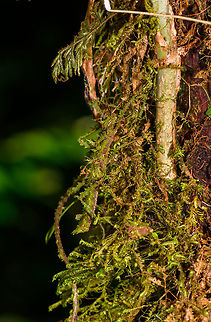 Mossy stick insect, La Isla Escondida, Colombia For sure the best camouflaged stick insect I've yet seen. Our local guide Brayan pointed it out yet even when directly pointing at its body, the brain doesn't register it immediately. Even from a macro and knowing it is in the photo, you have to search for it.

Parobrimus sp., nymph. 
https://www.jungledragon.com/image/69797/mossy_stick_insect_-_top_view_la_isla_escondida_colombia.html
https://www.jungledragon.com/image/69798/mossy_stick_insect_-_head_la_isla_escondida_colombia.html Colombia,Colombia 2018,Colombia South,La Isla Escondida,Putumayo,South America,World