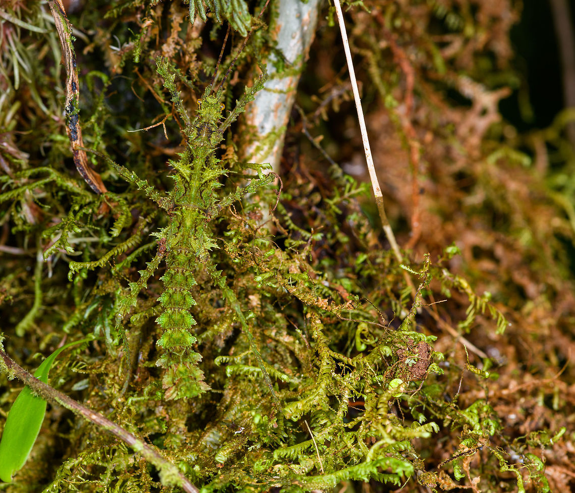 Mossy stick insect - top view, La Isla Escondida, Colombia For sure the best camouflaged stick insect I've yet seen. Our local guide Brayan pointed it out yet even when directly pointing at its body, the brain doesn't register it immediately. Even from a macro and knowing it is in the photo, you have to search for it.<br />
<br />
Parobrimus sp., nymph. <br />
<figure class="photo"><a href="https://www.jungledragon.com/image/69795/mossy_stick_insect_la_isla_escondida_colombia.html" title="Mossy stick insect, La Isla Escondida, Colombia"><img src="https://s3.amazonaws.com/media.jungledragon.com/images/2/69795_thumb.jpg?AWSAccessKeyId=05GMT0V3GWVNE7GGM1R2&Expires=1770854410&Signature=6Pcmi0u%2FTtxlOMbT4WNCyWyvMQc%3D" width="100" height="152" alt="Mossy stick insect, La Isla Escondida, Colombia For sure the best camouflaged stick insect I've yet seen. Our local guide Brayan pointed it out yet even when directly pointing at its body, the brain doesn't register it immediately. Even from a macro and knowing it is in the photo, you have to search for it.<br />
<br />
Parobrimus sp., nymph. <br />
https://www.jungledragon.com/image/69797/mossy_stick_insect_-_top_view_la_isla_escondida_colombia.html<br />
https://www.jungledragon.com/image/69798/mossy_stick_insect_-_head_la_isla_escondida_colombia.html Colombia,Colombia 2018,Colombia South,La Isla Escondida,Putumayo,South America,World" /></a></figure><br />
<figure class="photo"><a href="https://www.jungledragon.com/image/69798/mossy_stick_insect_-_head_la_isla_escondida_colombia.html" title="Mossy stick insect - head, La Isla Escondida, Colombia"><img src="https://s3.amazonaws.com/media.jungledragon.com/images/2/69798_thumb.jpg?AWSAccessKeyId=05GMT0V3GWVNE7GGM1R2&Expires=1770854410&Signature=UbLQxL9gutZ6QvcY1s3r0qQylU8%3D" width="200" height="190" alt="Mossy stick insect - head, La Isla Escondida, Colombia For sure the best camouflaged stick insect I've yet seen. Our local guide Brayan pointed it out yet even when directly pointing at its body, the brain doesn't register it immediately. Even from a macro and knowing it is in the photo, you have to search for it.<br />
<br />
Parobrimus sp., nymph. <br />
https://www.jungledragon.com/image/69795/mossy_stick_insect_la_isla_escondida_colombia.html<br />
https://www.jungledragon.com/image/69797/mossy_stick_insect_-_top_view_la_isla_escondida_colombia.html Colombia,Colombia 2018,Colombia South,La Isla Escondida,Putumayo,South America,World" /></a></figure> Colombia,Colombia 2018,Colombia South,La Isla Escondida,Putumayo,South America,World