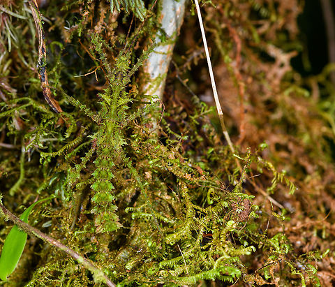 Mossy stick insect - top view, La Isla Escondida, Colombia For sure the best camouflaged stick insect I've yet seen. Our local guide Brayan pointed it out yet even when directly pointing at its body, the brain doesn't register it immediately. Even from a macro and knowing it is in the photo, you have to search for it.

Parobrimus sp., nymph. 
https://www.jungledragon.com/image/69795/mossy_stick_insect_la_isla_escondida_colombia.html
https://www.jungledragon.com/image/69798/mossy_stick_insect_-_head_la_isla_escondida_colombia.html Colombia,Colombia 2018,Colombia South,La Isla Escondida,Putumayo,South America,World