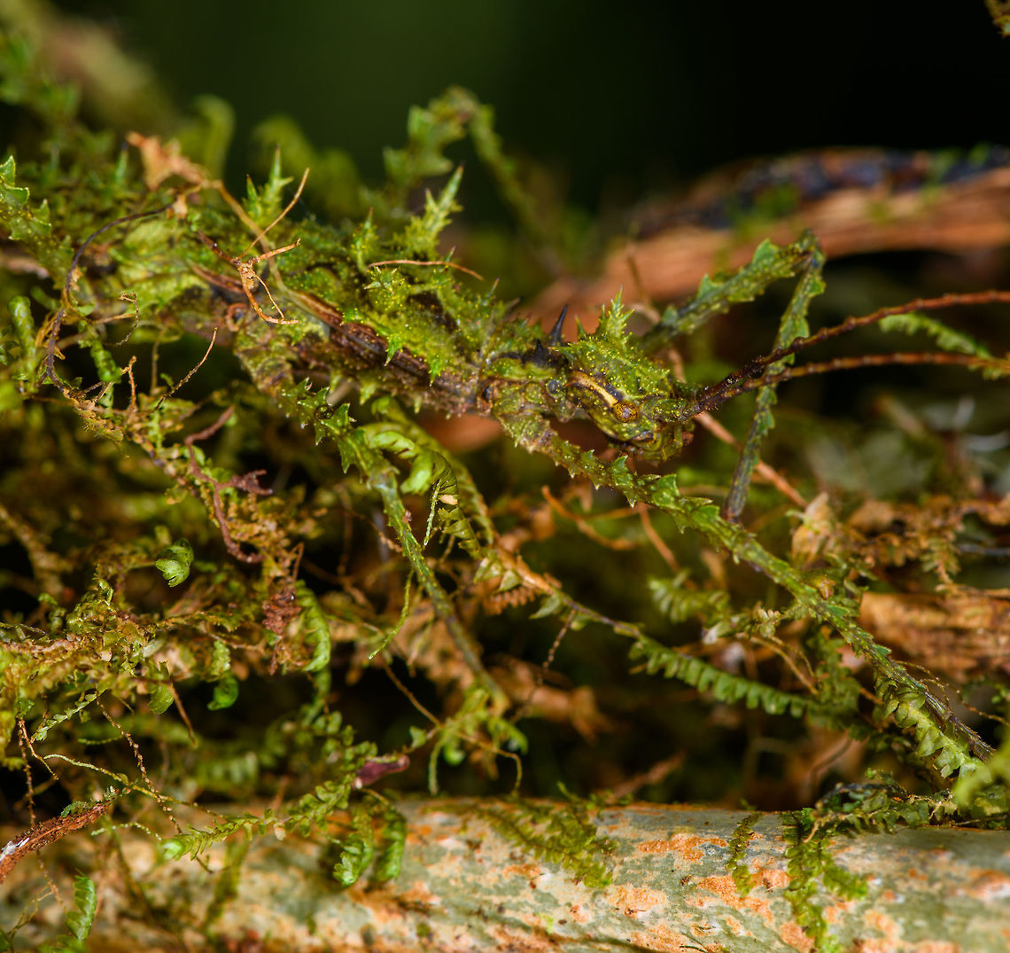 Mossy stick insect - head, La Isla Escondida, Colombia For sure the best camouflaged stick insect I've yet seen. Our local guide Brayan pointed it out yet even when directly pointing at its body, the brain doesn't register it immediately. Even from a macro and knowing it is in the photo, you have to search for it.<br />
<br />
Parobrimus sp., nymph. <br />
<figure class="photo"><a href="https://www.jungledragon.com/image/69795/mossy_stick_insect_la_isla_escondida_colombia.html" title="Mossy stick insect, La Isla Escondida, Colombia"><img src="https://s3.amazonaws.com/media.jungledragon.com/images/2/69795_thumb.jpg?AWSAccessKeyId=05GMT0V3GWVNE7GGM1R2&Expires=1763596810&Signature=JoZ10ZRIBVs%2Bt22v3lYLXvnyK%2Bc%3D" width="100" height="152" alt="Mossy stick insect, La Isla Escondida, Colombia For sure the best camouflaged stick insect I've yet seen. Our local guide Brayan pointed it out yet even when directly pointing at its body, the brain doesn't register it immediately. Even from a macro and knowing it is in the photo, you have to search for it.<br />
<br />
Parobrimus sp., nymph. <br />
https://www.jungledragon.com/image/69797/mossy_stick_insect_-_top_view_la_isla_escondida_colombia.html<br />
https://www.jungledragon.com/image/69798/mossy_stick_insect_-_head_la_isla_escondida_colombia.html Colombia,Colombia 2018,Colombia South,La Isla Escondida,Putumayo,South America,World" /></a></figure><br />
<figure class="photo"><a href="https://www.jungledragon.com/image/69797/mossy_stick_insect_-_top_view_la_isla_escondida_colombia.html" title="Mossy stick insect - top view, La Isla Escondida, Colombia"><img src="https://s3.amazonaws.com/media.jungledragon.com/images/2/69797_thumb.jpg?AWSAccessKeyId=05GMT0V3GWVNE7GGM1R2&Expires=1763596810&Signature=4XvcenaUlKdG3tXplD4Rvt5amnY%3D" width="200" height="172" alt="Mossy stick insect - top view, La Isla Escondida, Colombia For sure the best camouflaged stick insect I've yet seen. Our local guide Brayan pointed it out yet even when directly pointing at its body, the brain doesn't register it immediately. Even from a macro and knowing it is in the photo, you have to search for it.<br />
<br />
Parobrimus sp., nymph. <br />
https://www.jungledragon.com/image/69795/mossy_stick_insect_la_isla_escondida_colombia.html<br />
https://www.jungledragon.com/image/69798/mossy_stick_insect_-_head_la_isla_escondida_colombia.html Colombia,Colombia 2018,Colombia South,La Isla Escondida,Putumayo,South America,World" /></a></figure> Colombia,Colombia 2018,Colombia South,La Isla Escondida,Putumayo,South America,World