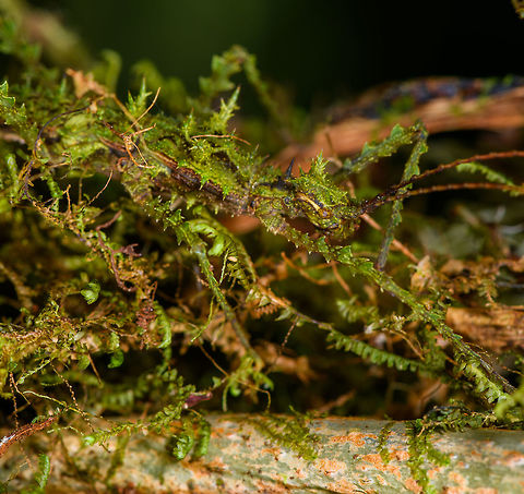 Mossy stick insect - head, La Isla Escondida, Colombia For sure the best camouflaged stick insect I've yet seen. Our local guide Brayan pointed it out yet even when directly pointing at its body, the brain doesn't register it immediately. Even from a macro and knowing it is in the photo, you have to search for it.

Parobrimus sp., nymph. 
https://www.jungledragon.com/image/69795/mossy_stick_insect_la_isla_escondida_colombia.html
https://www.jungledragon.com/image/69797/mossy_stick_insect_-_top_view_la_isla_escondida_colombia.html Colombia,Colombia 2018,Colombia South,La Isla Escondida,Putumayo,South America,World