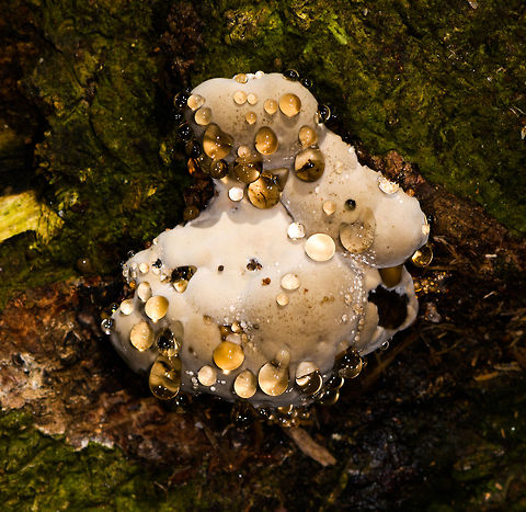 Sweaty fungus, La Isla Escondida, Colombia Found on the underside of a fallen tree. Colombia,Colombia 2018,Colombia South,La Isla Escondida,Putumayo,South America,World