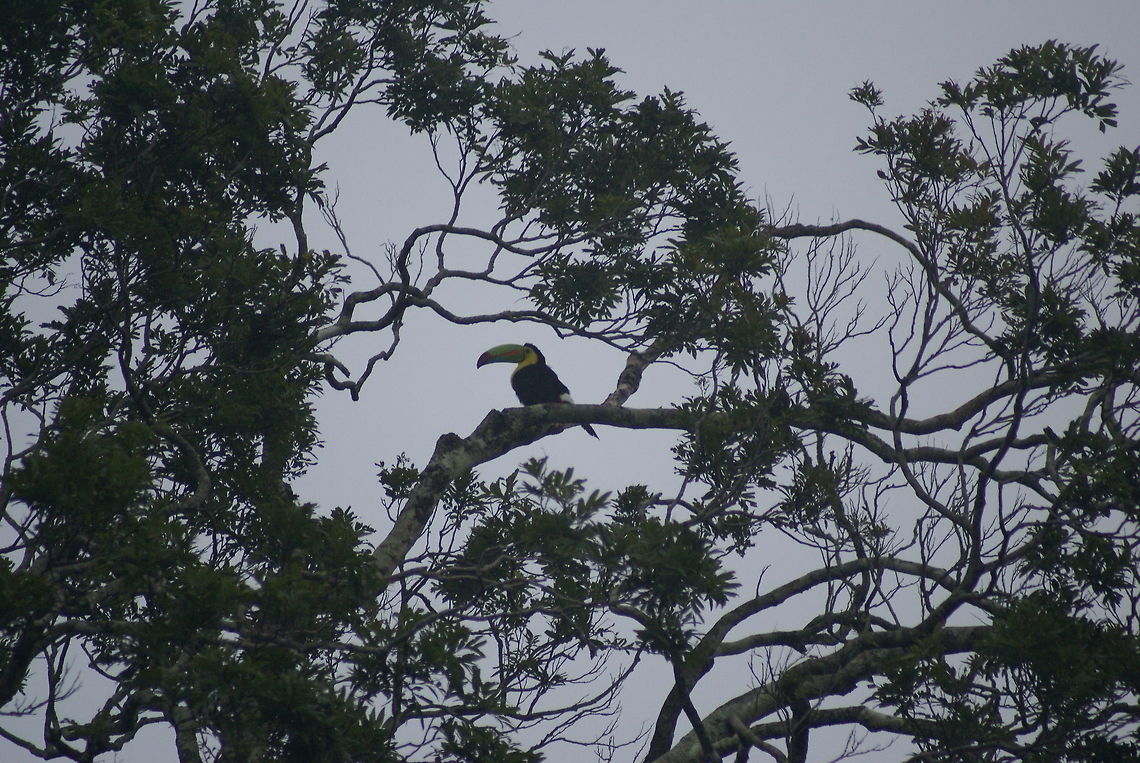 Wild Toucan in the distance Not the greatest shot due to the low light and large distance, but we were quite excited to finally spot a toucan in the wild. Birds,Costa Rica,Keel-billed Toucan,Ramphastos sulfuratus,Toucan