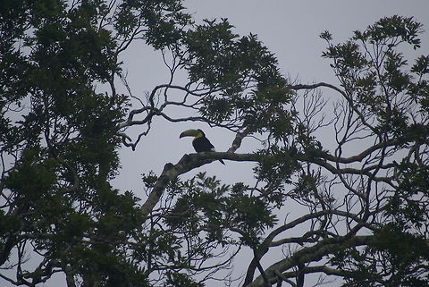 Wild Toucan in the distance Not the greatest shot due to the low light and large distance, but we were quite excited to finally spot a toucan in the wild. Birds,Costa Rica,Keel-billed Toucan,Ramphastos sulfuratus,Toucan