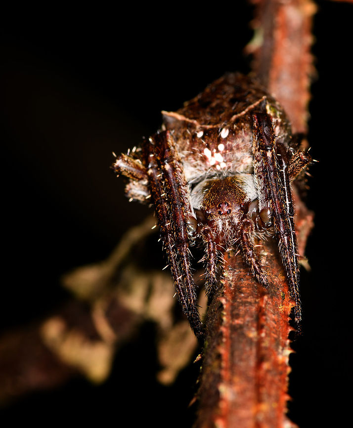 Parawixia sp? second observation, La Isla Escondida, Colombia Looks to be the same species as this earlier observation, yet a different individual:<br />
<figure class="photo"><a href="https://www.jungledragon.com/image/69766/parawixia_sp_la_isla_escondida_colombia.html" title="Parawixia sp?, La Isla Escondida, Colombia"><img src="https://s3.amazonaws.com/media.jungledragon.com/images/2/69766_thumb.jpg?AWSAccessKeyId=05GMT0V3GWVNE7GGM1R2&Expires=1770854410&Signature=y05sy4MJu8Ucoiu7thRVU%2FkbkbI%3D" width="200" height="180" alt="Parawixia sp?, La Isla Escondida, Colombia The way this spider holds its legs had me thinking of a bark spider, but it looks more likely to be Parawixia sp. based on this reference:<br />
https://www.flickr.com/photos/andreaskay/38994090340/in/album-72157629065410518/<br />
<br />
Note that without flash and macro, it's just a small black shape, kind of like a fat moth. Took me a while to figure out what to focus on. Colombia,Colombia 2018,Colombia South,La Isla Escondida,Putumayo,South America,World" /></a></figure> Colombia,Colombia 2018,Colombia South,La Isla Escondida,Putumayo,South America,World