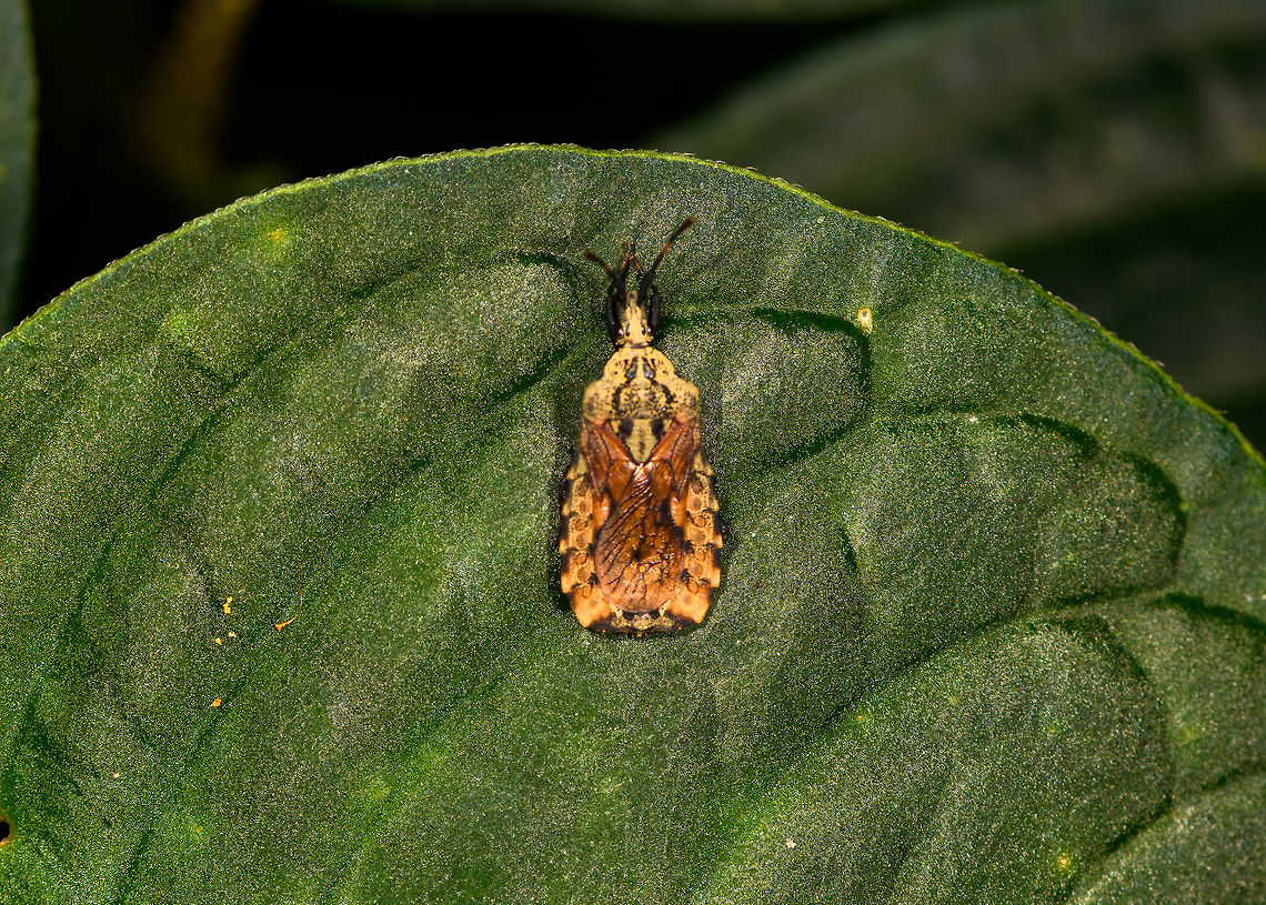 Hesus cordatus - female, La Isla Escondida, Colombia About 1cm in body length.<br />
<figure class="photo"><a href="https://www.jungledragon.com/image/69922/hesus_cordatus_-_side_view_la_isla_escondida_colombia.html" title="Hesus cordatus - side view, La Isla Escondida, Colombia"><img src="https://s3.amazonaws.com/media.jungledragon.com/images/2/69922_thumb.jpg?AWSAccessKeyId=05GMT0V3GWVNE7GGM1R2&Expires=1767225610&Signature=f6ZhKDwmIT8lECfsTboy2bixpJg%3D" width="200" height="158" alt="Hesus cordatus - side view, La Isla Escondida, Colombia About 1cm in body length.<br />
https://www.jungledragon.com/image/69921/lantern_bug_la_isla_escondida_colombia.html Aradidae,Colombia,Colombia 2018,Colombia South,Hesus,Hesus cordatus,La Isla Escondida,Mezirinae,Putumayo,South America,World" /></a></figure> Aradidae,Colombia,Colombia 2018,Colombia South,Hesus,Hesus cordatus,La Isla Escondida,Mezirinae,Putumayo,South America,World