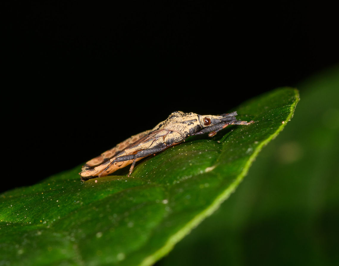 Hesus cordatus - side view, La Isla Escondida, Colombia About 1cm in body length.<br />
<figure class="photo"><a href="https://www.jungledragon.com/image/69921/hesus_cordatus_-_female_la_isla_escondida_colombia.html" title="Hesus cordatus - female, La Isla Escondida, Colombia"><img src="https://s3.amazonaws.com/media.jungledragon.com/images/2/69921_thumb.jpg?AWSAccessKeyId=05GMT0V3GWVNE7GGM1R2&Expires=1767225610&Signature=fFSbdVkDksSrV5loC0pA7aEFrCQ%3D" width="200" height="144" alt="Hesus cordatus - female, La Isla Escondida, Colombia About 1cm in body length.<br />
https://www.jungledragon.com/image/69922/lantern_bug_-_side_view_la_isla_escondida_colombia.html Aradidae,Colombia,Colombia 2018,Colombia South,Hesus,Hesus cordatus,La Isla Escondida,Mezirinae,Putumayo,South America,World" /></a></figure> Aradidae,Colombia,Colombia 2018,Colombia South,Hesus,Hesus cordatus,La Isla Escondida,Mezirinae,Putumayo,South America,World
