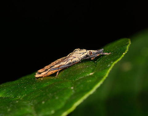Hesus cordatus - side view, La Isla Escondida, Colombia About 1cm in body length.
https://www.jungledragon.com/image/69921/lantern_bug_la_isla_escondida_colombia.html Aradidae,Colombia,Colombia 2018,Colombia South,Hesus,Hesus cordatus,La Isla Escondida,Mezirinae,Putumayo,South America,World