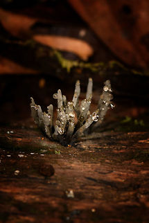 Dead Man's Fingers (Xylaria sp.) fungi, La Isla Escondida, Colombia About 0.5cm in size on a fallen tree. Colombia,Colombia 2018,Colombia South,La Isla Escondida,Putumayo,South America,World