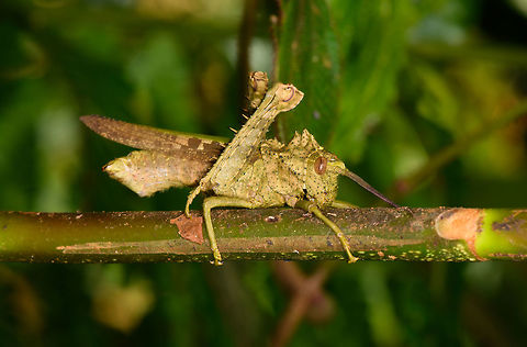 Thorned grasshopper, La Isla Escondida, Colombia Closest I found is Agriacris magnifica, but its a pretty wild guess. Colombia,Colombia 2018,Colombia South,La Isla Escondida,Putumayo,South America,World