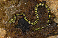 Speckled forest-pitviper, La Isla Escondida, Colombia Finally, after a 7km hike through the jungle which took us forever, we arrived at the lodge of La Isla Escondida. There, we found this viper waiting for us. It was pre-captured and held for us to see. We didn't ask anyone to do this and we have mixed feelings about it, but it seemed healthy and we figured to not let it be for nothing and make use of the opportunity to document it. It was released soon after. <br />
https://www.jungledragon.com/image/69929/speckled_forest-pitviper_-_head_la_isla_escondida_colombia.html<br />
This area of Colombia is known as a viper hotspot. It means there's a lot of diversity and possibly also in relatively big numbers. However, you still won't see many. To illustrate, an expedition once landed into this area and did a 5 day survey, they found zero vipers.<br />
<br />
So our La Isla Escondida tag...<br />
<br />
https://www.jungledragon.com/tag/50999/la_isla_escondida.html<br />
<br />
...already has some substance to it (count at the time of this writing is 108 photos), but know that this was just the path in. What follows is 4 full days and nights of additional observations :) Bothrops taeniatus,Colombia,Colombia 2018,Colombia South,La Isla Escondida,Putumayo,South America,World