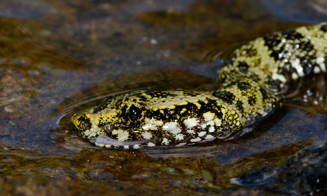 Speckled forest-pitviper - head, La Isla Escondida, Colombia Finally, after a 7km hike through the jungle which took us forever, we arrived at the lodge of La Isla Escondida. There, we found this viper waiting for us. It was pre-captured and held for us to see. We didn't ask anyone to do this and we have mixed feelings about it, but it seemed healthy and we figured to not let it be for nothing and make use of the opportunity to document it. It was released soon after. <br />
<figure class="photo"><a href="https://www.jungledragon.com/image/69927/speckled_forest-pitviper_la_isla_escondida_colombia.html" title="Speckled forest-pitviper, La Isla Escondida, Colombia"><img src="https://s3.amazonaws.com/media.jungledragon.com/images/2/69927_thumb.jpg?AWSAccessKeyId=05GMT0V3GWVNE7GGM1R2&Expires=1769040010&Signature=c84i96c7dlvwG1Nx2M9u12DYtCQ%3D" width="200" height="130" alt="Speckled forest-pitviper, La Isla Escondida, Colombia Finally, after a 7km hike through the jungle which took us forever, we arrived at the lodge of La Isla Escondida. There, we found this viper waiting for us. It was pre-captured and held for us to see. We didn't ask anyone to do this and we have mixed feelings about it, but it seemed healthy and we figured to not let it be for nothing and make use of the opportunity to document it. It was released soon after. <br />
https://www.jungledragon.com/image/69929/speckled_forest-pitviper_-_head_la_isla_escondida_colombia.html<br />
This area of Colombia is known as a viper hotspot. It means there's a lot of diversity and possibly also in relatively big numbers. However, you still won't see many. To illustrate, an expedition once landed into this area and did a 5 day survey, they found zero vipers.<br />
<br />
So our La Isla Escondida tag...<br />
<br />
https://www.jungledragon.com/tag/50999/la_isla_escondida.html<br />
<br />
...already has some substance to it (count at the time of this writing is 108 photos), but know that this was just the path in. What follows is 4 full days and nights of additional observations :) Bothrops taeniatus,Colombia,Colombia 2018,Colombia South,La Isla Escondida,Putumayo,South America,World" /></a></figure><br />
This area of Colombia is known as a viper hotspot. It means there's a lot of diversity and possibly also in relatively big numbers. However, you still won't see many. To illustrate, an expedition once landed into this area and did a 5 day survey, they found zero vipers.<br />
<br />
So our La Isla Escondida tag...<br />
<br />
<a href="https://www.jungledragon.com/tag/50999/la_isla_escondida.html" title="La Isla Escondida" class="tag"><em>1103</em>La Isla Escondida</a><br />
<br />
...already has some substance to it (count at the time of this writing is 108 photos), but know that this was just the path in. What follows is 4 full days and nights of additional observations :) Bothrops taeniatus,Colombia,Colombia 2018,Colombia South,La Isla Escondida,Putumayo,South America,Speckled forest-pitviper,World