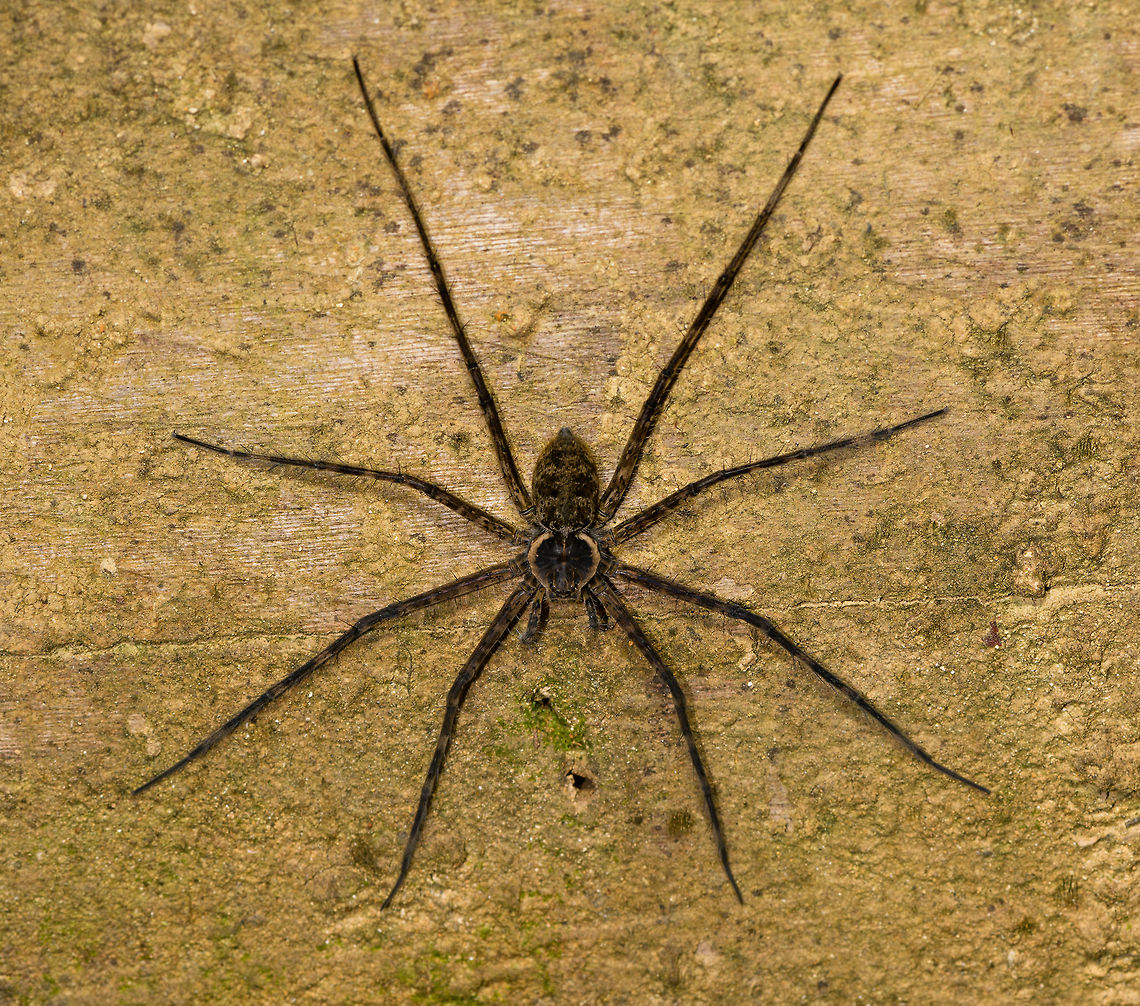 Large spider on wall (Trechalea sp.), La Isla Escondida, Colombia After a brutal yet very rewarding hike into La Isla Escondida by day, after some rest we continued with a brief night tour. First finding is this large brown spider on a wall.  Colombia,Colombia 2018,Colombia South,Fall,Geotagged,La Isla Escondida,Putumayo,South America,Trechalea,World