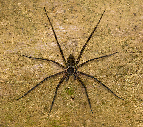 Large spider on wall (Trechalea sp.), La Isla Escondida, Colombia After a brutal yet very rewarding hike into La Isla Escondida by day, after some rest we continued with a brief night tour. First finding is this large brown spider on a wall.  Colombia,Colombia 2018,Colombia South,Fall,Geotagged,La Isla Escondida,Putumayo,South America,Trechalea,World