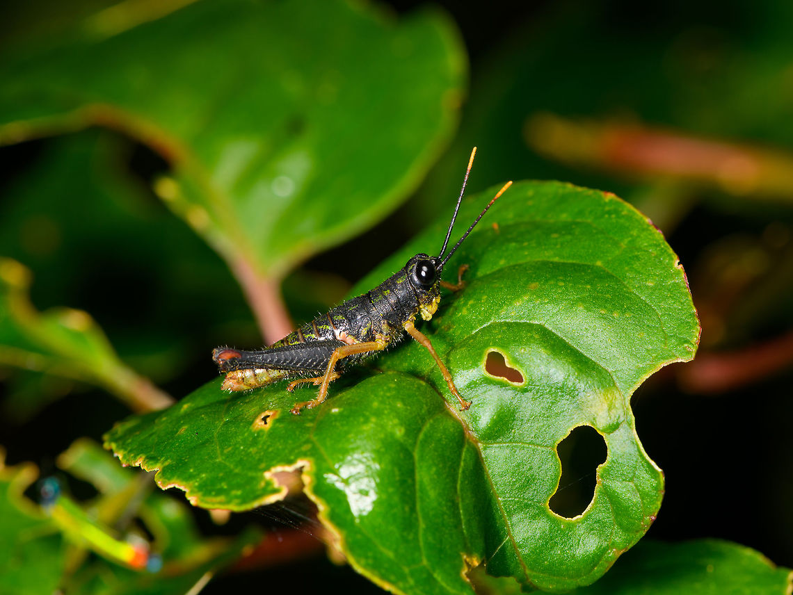 Dark short-horned grasshopper, La Isla Escondida, Colombia Found during a night tour. Closest match I found is Galidacris sp, based on body type and yellow antennae tips.<br />
<br />
Note that only back home I'm seeing the most awesome photo bomber I've ever unknowingly captured in a scene. Do you see it, and know what it is? Colombia,Colombia 2018,Colombia South,Fall,Geotagged,La Isla Escondida,Putumayo,South America,World