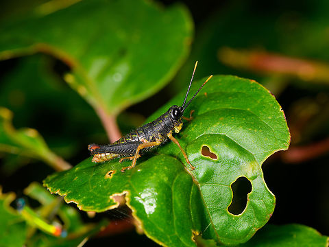 Dark short-horned grasshopper, La Isla Escondida, Colombia Found during a night tour. Closest match I found is Galidacris sp, based on body type and yellow antennae tips.

Note that only back home I'm seeing the most awesome photo bomber I've ever unknowingly captured in a scene. Do you see it, and know what it is? Colombia,Colombia 2018,Colombia South,Fall,Geotagged,La Isla Escondida,Putumayo,South America,World