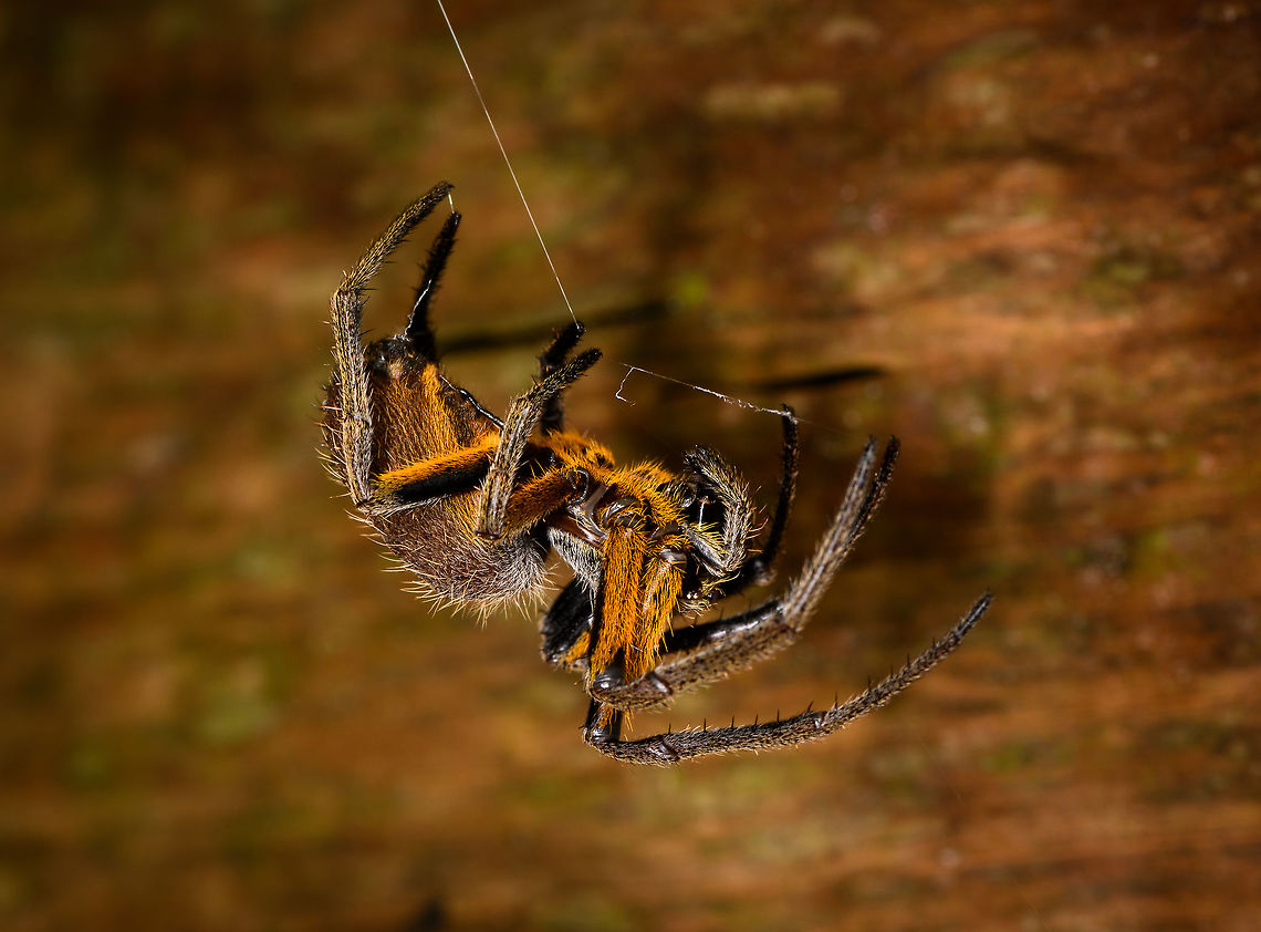 Tropical Orb Weaver, La Isla Escondida, Colombia Found during a night tour as it was building a new web.<br />
<figure class="photo"><a href="https://www.jungledragon.com/image/69934/tropical_orb_weaver_-_back_side_la_isla_escondida_colombia.html" title="Tropical Orb Weaver - back side, La Isla Escondida, Colombia"><img src="https://s3.amazonaws.com/media.jungledragon.com/images/2/69934_thumb.jpg?AWSAccessKeyId=05GMT0V3GWVNE7GGM1R2&Expires=1759968010&Signature=8aSrXvaVjiE40HcBlNTKMH4BdMg%3D" width="200" height="154" alt="Tropical Orb Weaver - back side, La Isla Escondida, Colombia Found during a night tour as it was building a new web.<br />
https://www.jungledragon.com/image/69933/tropical_orb_weaver_la_isla_escondida_colombia.html Colombia,Colombia 2018,Colombia South,Eriophora fuliginea,Fall,Geotagged,La Isla Escondida,Putumayo,South America,World" /></a></figure> Colombia,Colombia 2018,Colombia South,Eriophora fuliginea,Fall,Geotagged,La Isla Escondida,Putumayo,South America,World