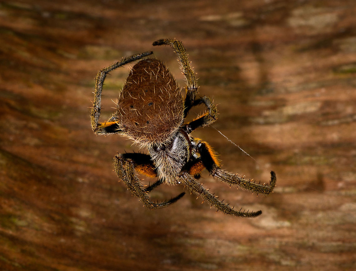 Tropical Orb Weaver - back side, La Isla Escondida, Colombia Found during a night tour as it was building a new web.<br />
<figure class="photo"><a href="https://www.jungledragon.com/image/69933/tropical_orb_weaver_la_isla_escondida_colombia.html" title="Tropical Orb Weaver, La Isla Escondida, Colombia"><img src="https://s3.amazonaws.com/media.jungledragon.com/images/2/69933_thumb.jpg?AWSAccessKeyId=05GMT0V3GWVNE7GGM1R2&Expires=1767225610&Signature=t3W%2BqFo%2Bhbacd3d%2F88V7qbuiaec%3D" width="200" height="148" alt="Tropical Orb Weaver, La Isla Escondida, Colombia Found during a night tour as it was building a new web.<br />
https://www.jungledragon.com/image/69934/tropical_orb_weaver_-_back_side_la_isla_escondida_colombia.html Colombia,Colombia 2018,Colombia South,Eriophora fuliginea,Fall,Geotagged,La Isla Escondida,Putumayo,South America,World" /></a></figure> Colombia,Colombia 2018,Colombia South,Eriophora fuliginea,Fall,Geotagged,La Isla Escondida,Putumayo,South America,World