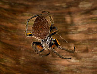 Tropical Orb Weaver - back side, La Isla Escondida, Colombia Found during a night tour as it was building a new web.<br />
https://www.jungledragon.com/image/69933/tropical_orb_weaver_la_isla_escondida_colombia.html Colombia,Colombia 2018,Colombia South,Eriophora fuliginea,Fall,Geotagged,La Isla Escondida,Putumayo,South America,World