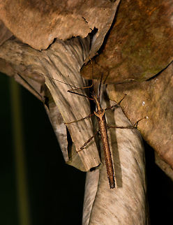 Brown stick insect, La Isla Escondida, Colombia Found during a night tour on large rotten leafs. Colombia,Colombia 2018,Colombia South,Fall,Geotagged,La Isla Escondida,Pseudophasma lakini,Putumayo,South America,World